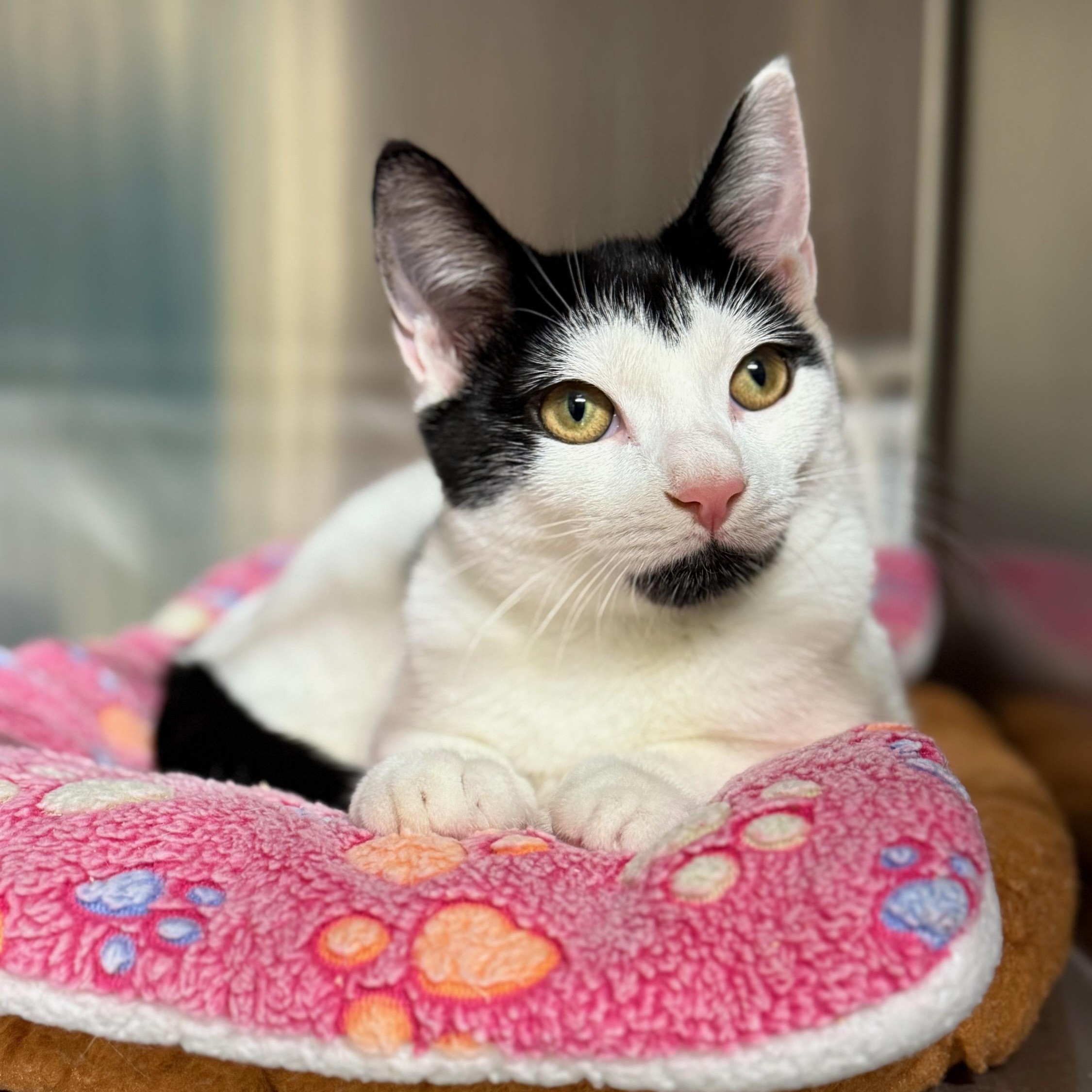 Enlarge Maxie, a ADOPTABLE Domestic Short Hair in Wayne, NJ image 1/1