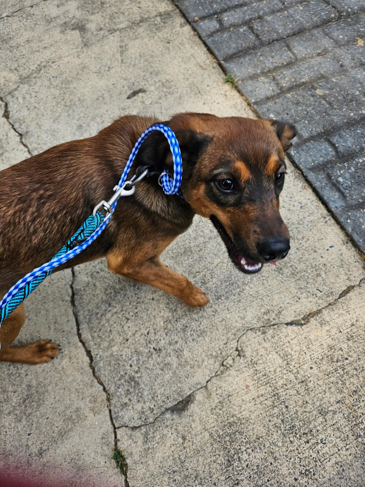 Snickers