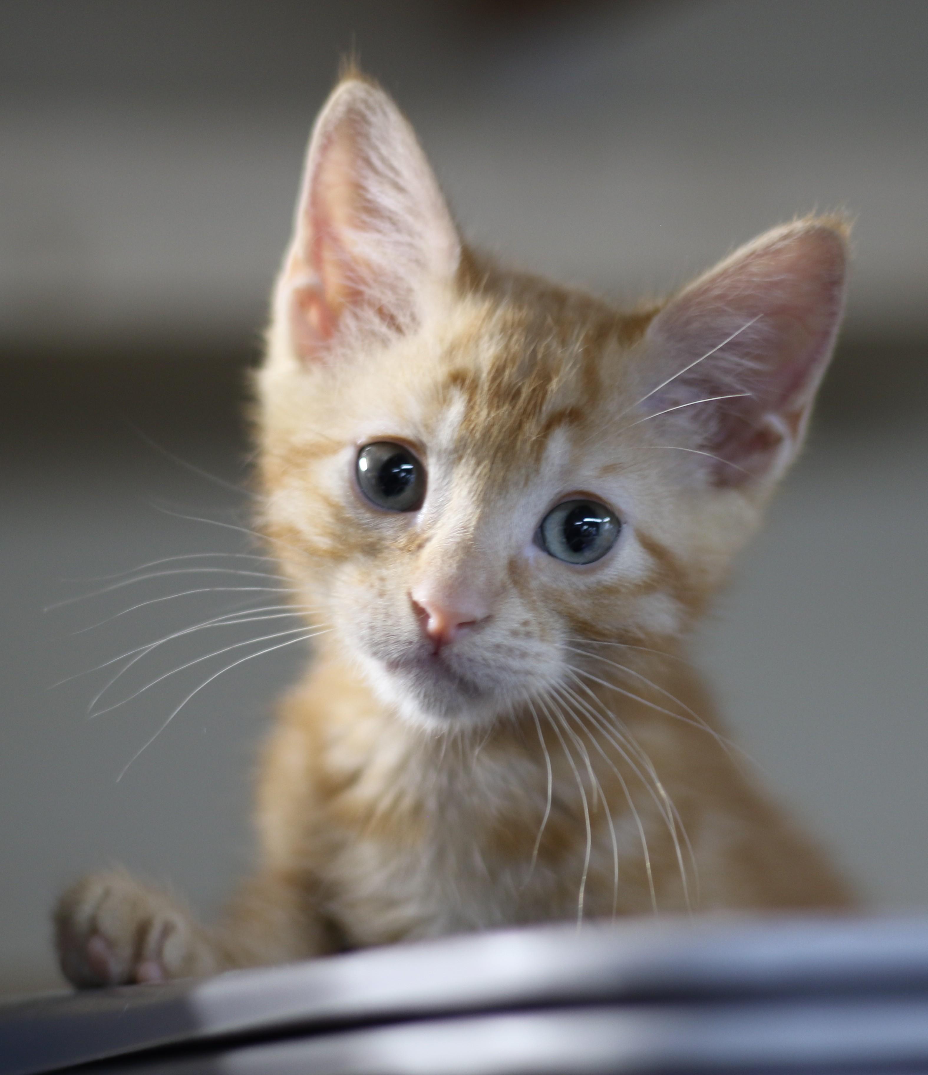Ollie, an adopted Domestic Short Hair in Cut Bank, MT image 5/6