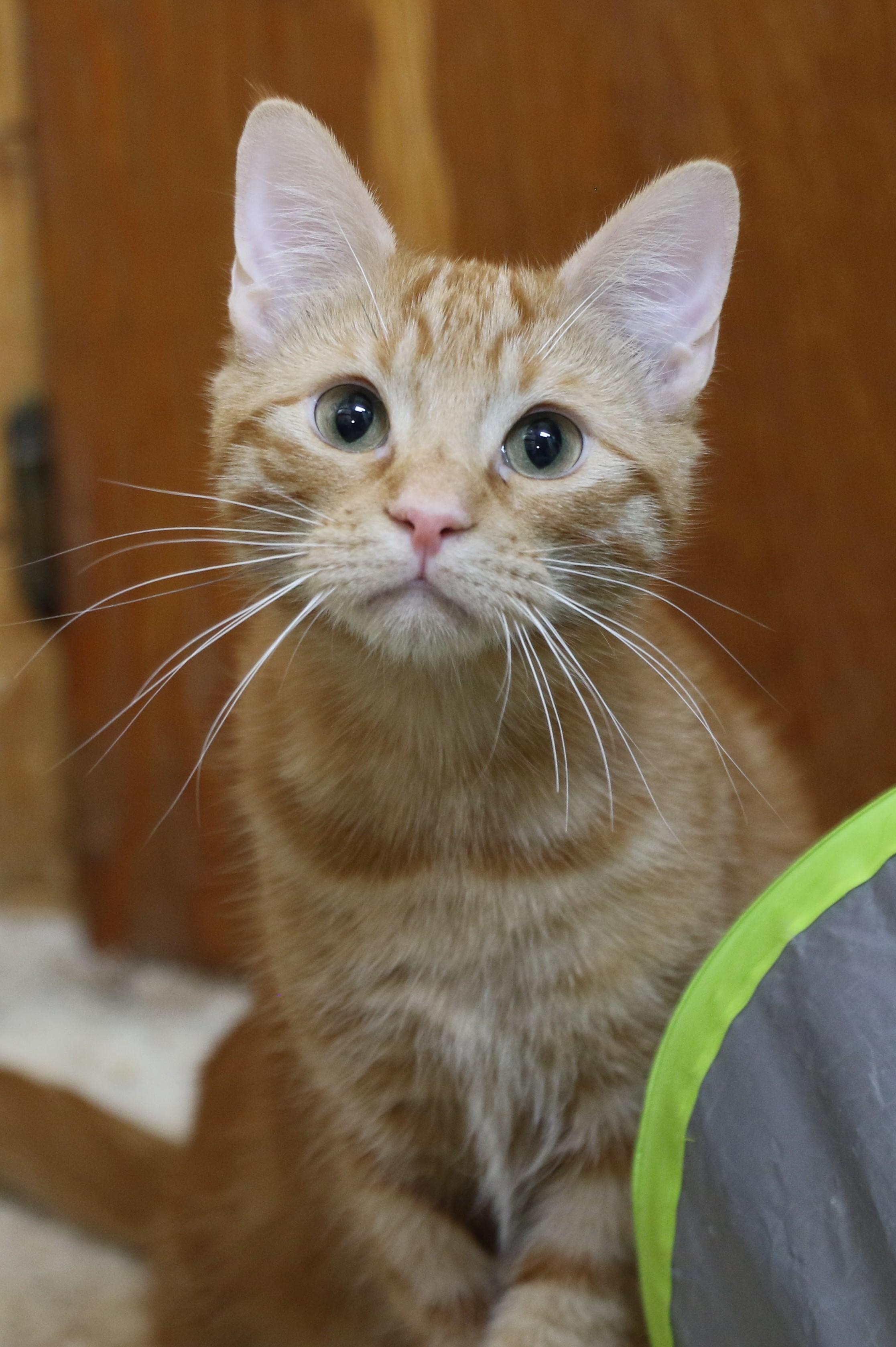 Ollie, an adopted Domestic Short Hair in Cut Bank, MT image 3/6