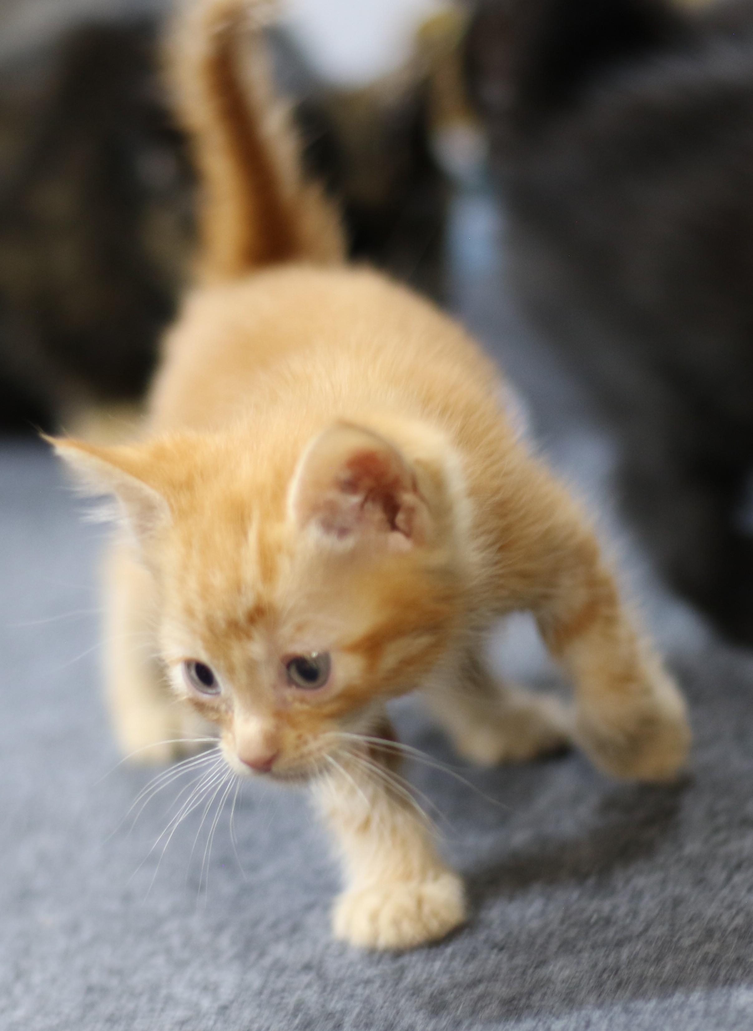 Ollie, an adoptable Domestic Short Hair in Cut Bank, MT, 59427 | Photo Image 2