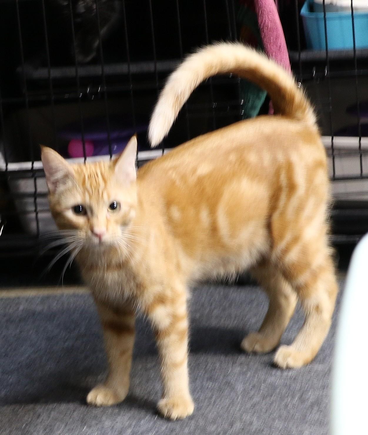 Ollie, an adopted Domestic Short Hair in Cut Bank, MT image 2/6