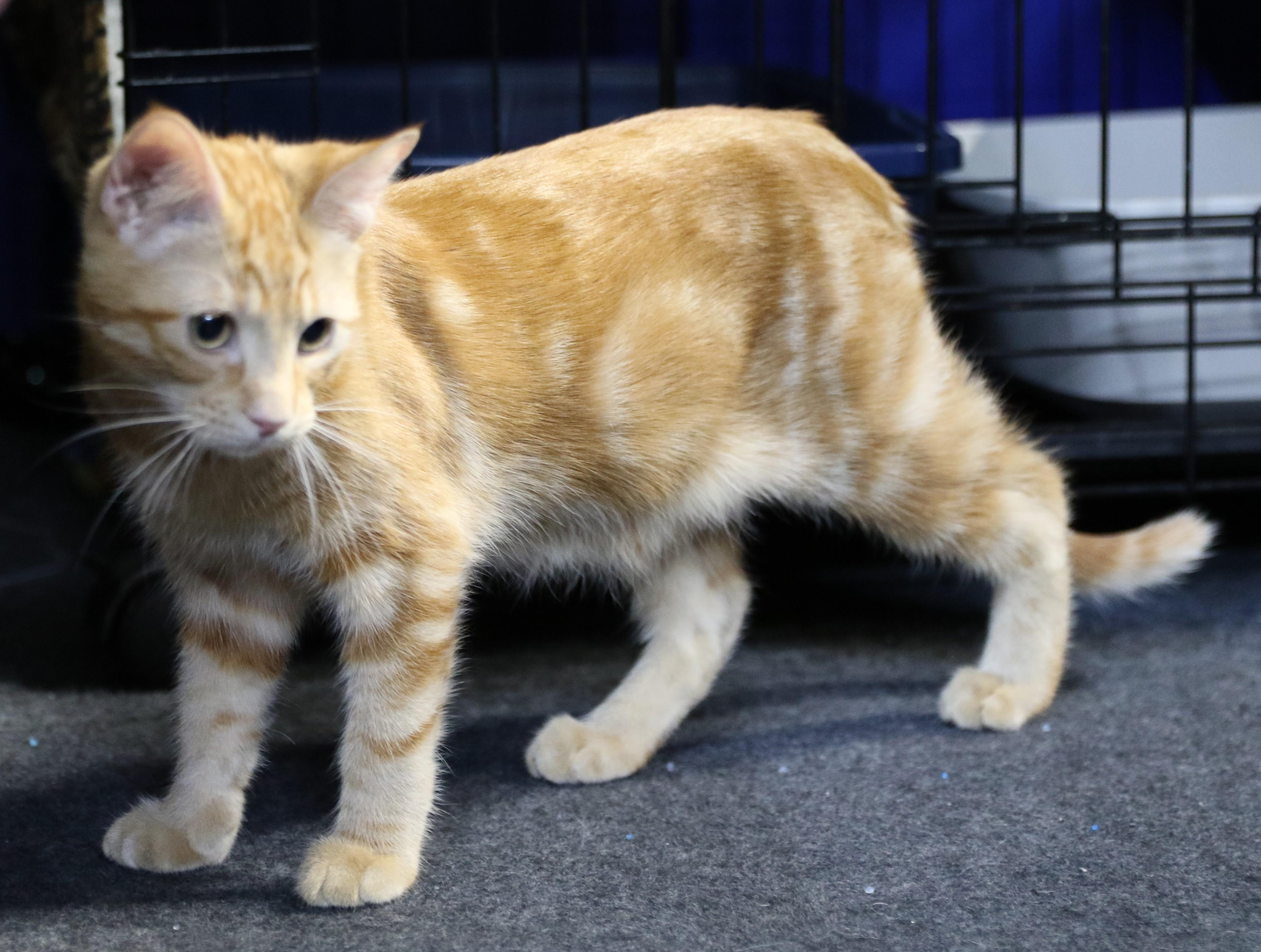 Ollie, Adoptable, Young Male Domestic Short Hair.