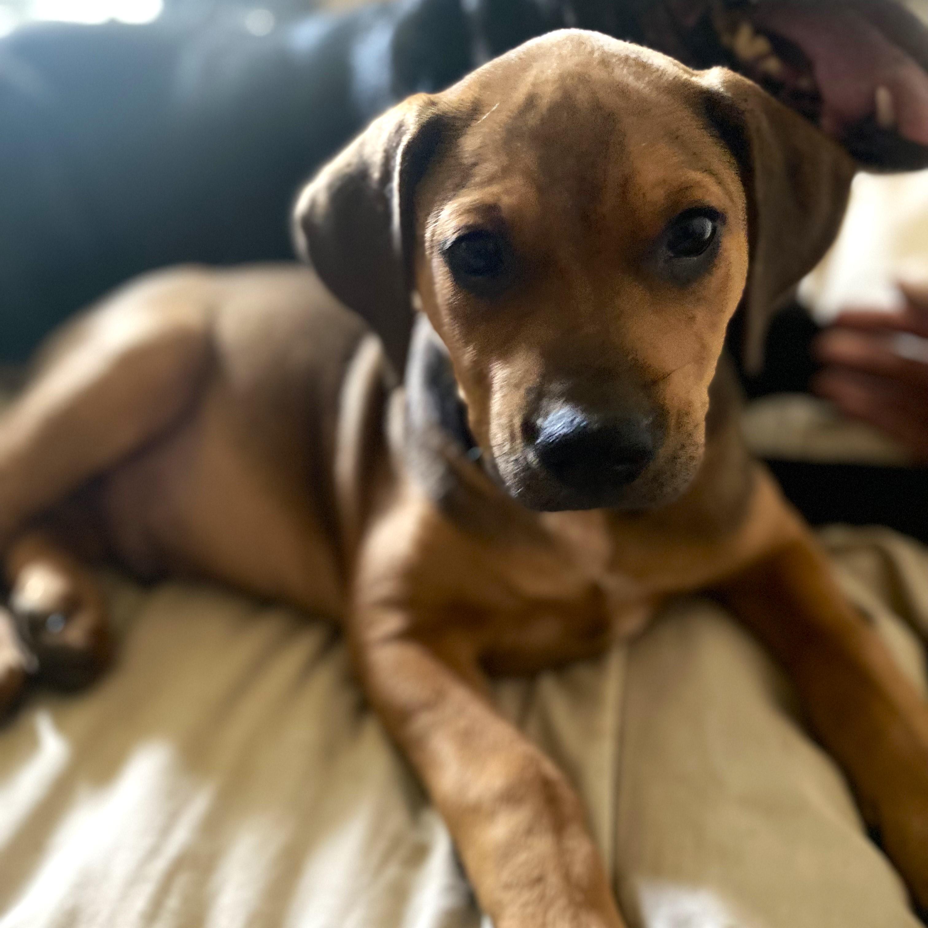 Copper (aka Mongo), a Adoptable mixed breed in Smithfield, NC image 4/6