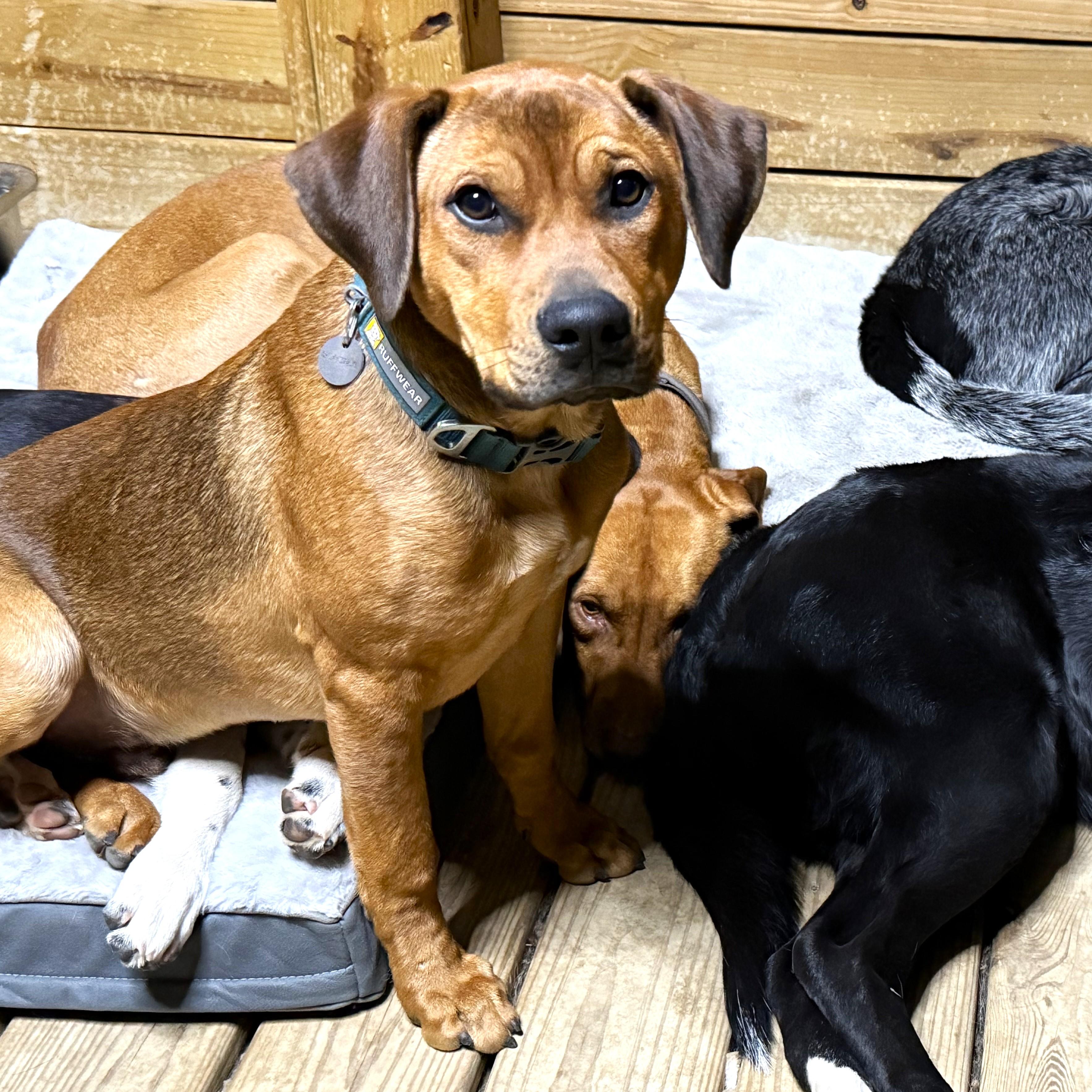 Enlarge Copper (aka Mongo), a Adoptable mixed breed in Smithfield, NC image 1/6