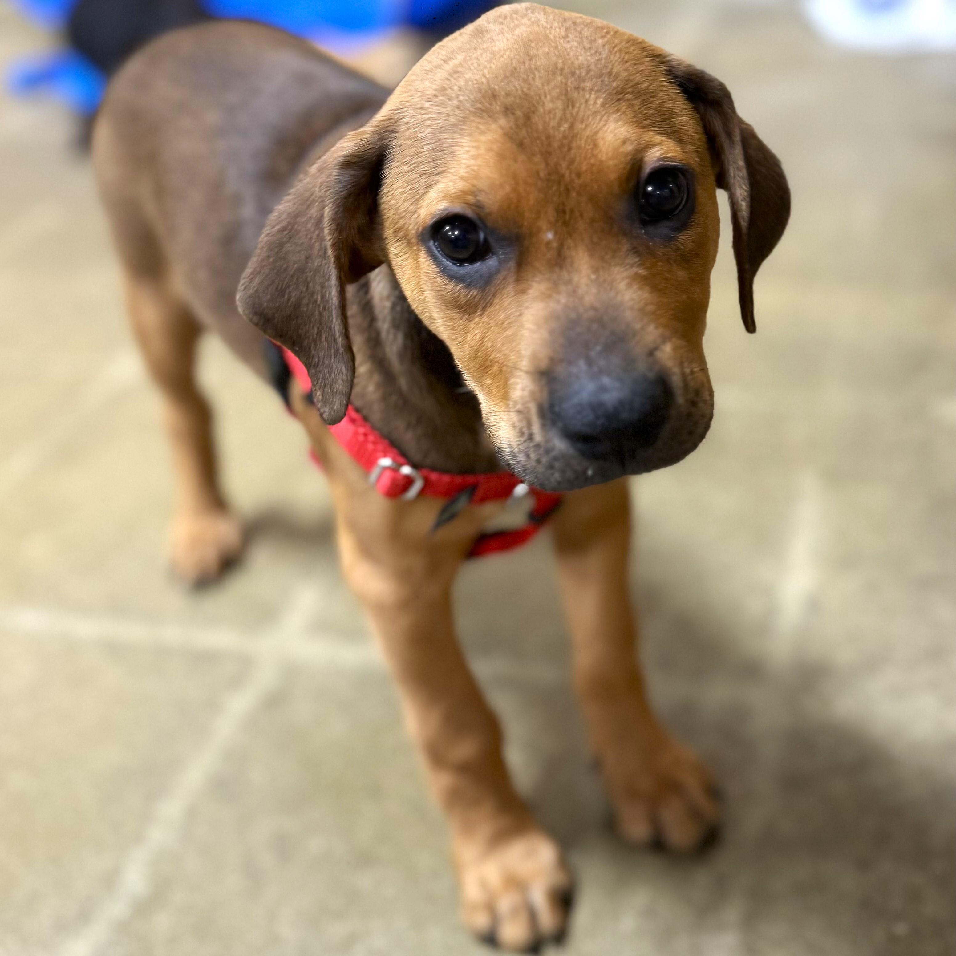 Copper
