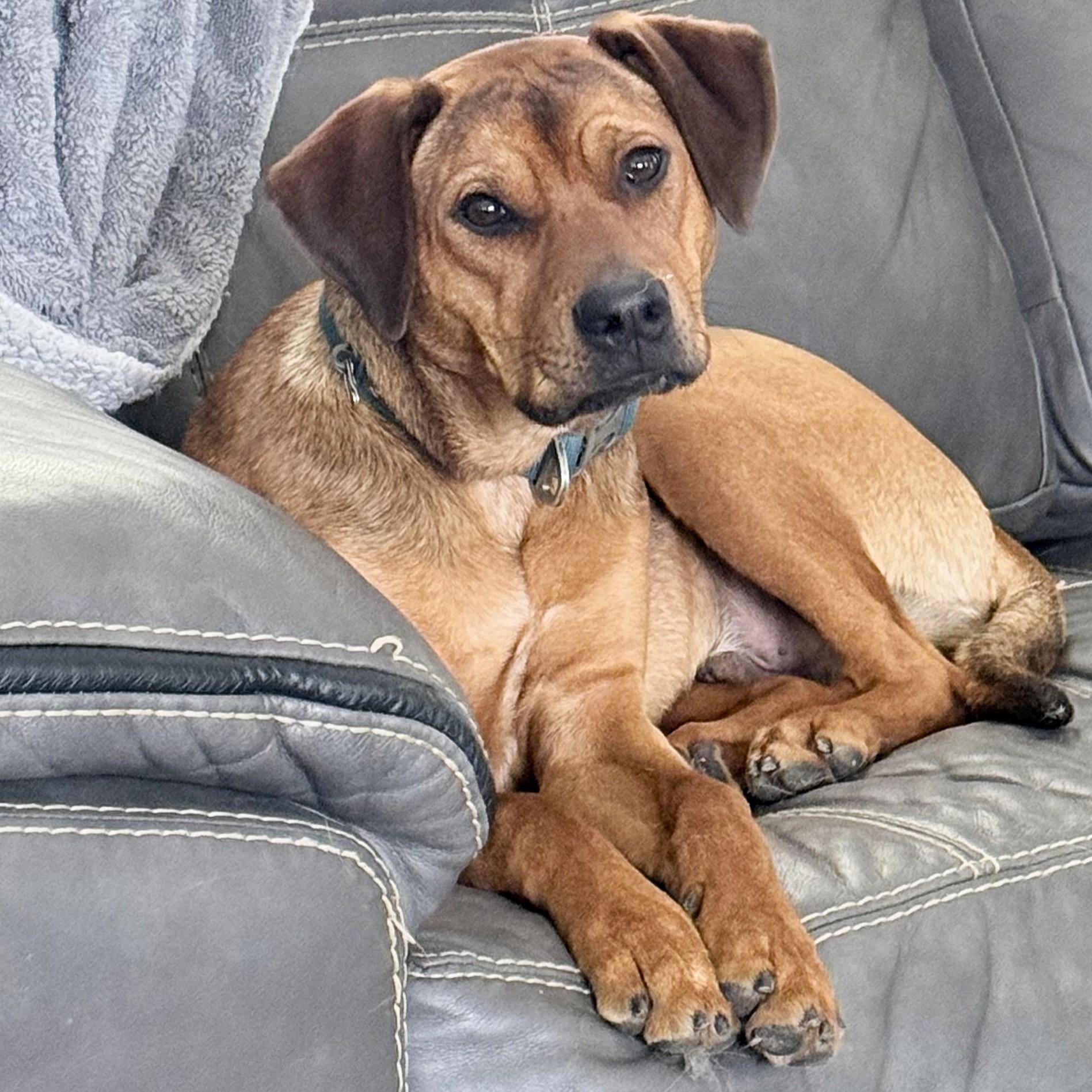 Copper (aka Mongo), a Adoptable mixed breed in Smithfield, NC image 1/6