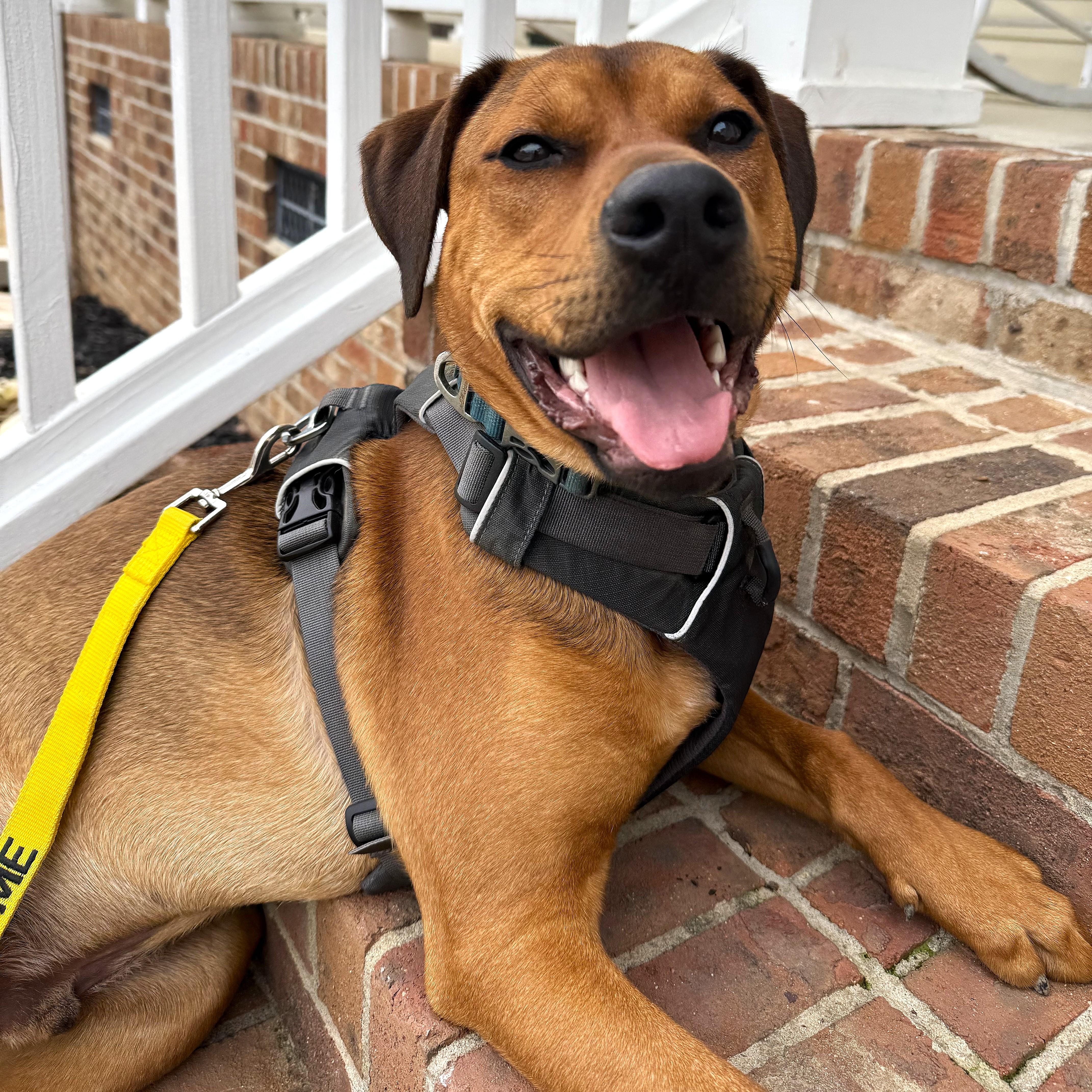 Enlarge Copper (aka Mongo), a Adoptable mixed breed in Smithfield, NC image 1/6