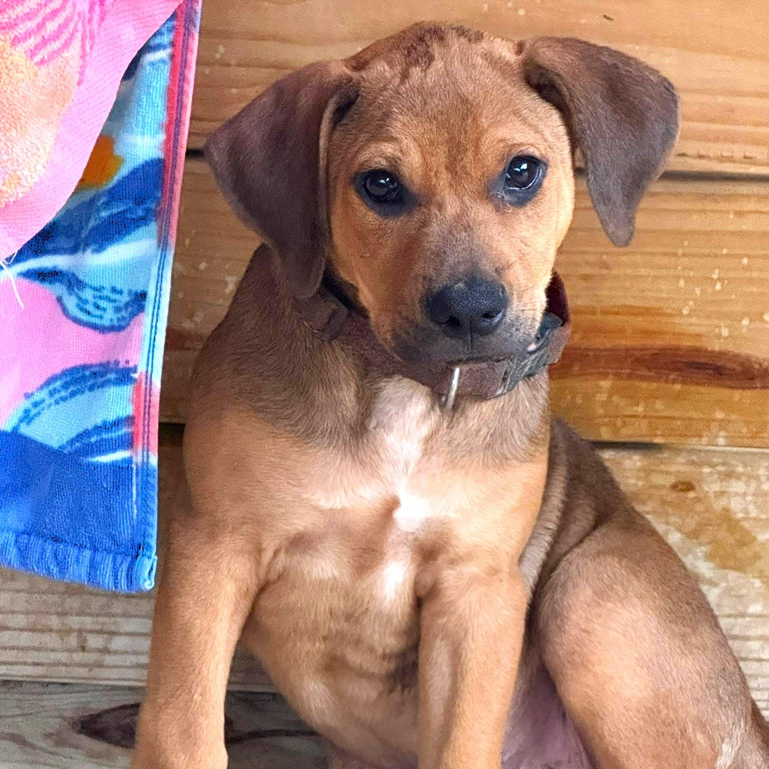 Copper (aka Mongo), a Adoptable mixed breed in Smithfield, NC image 1/6