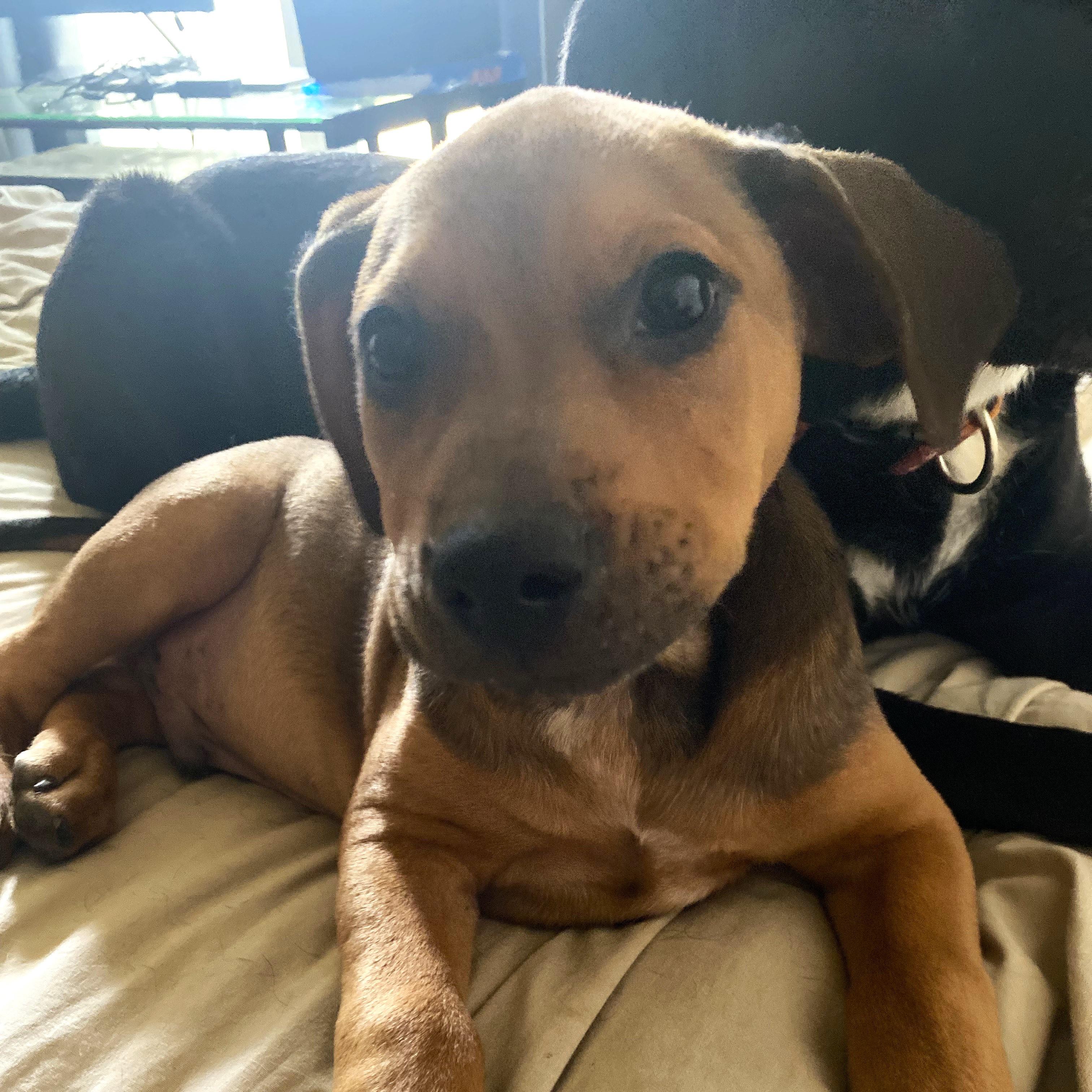 Copper (aka Mongo), a Adoptable mixed breed in Smithfield, NC image 5/6