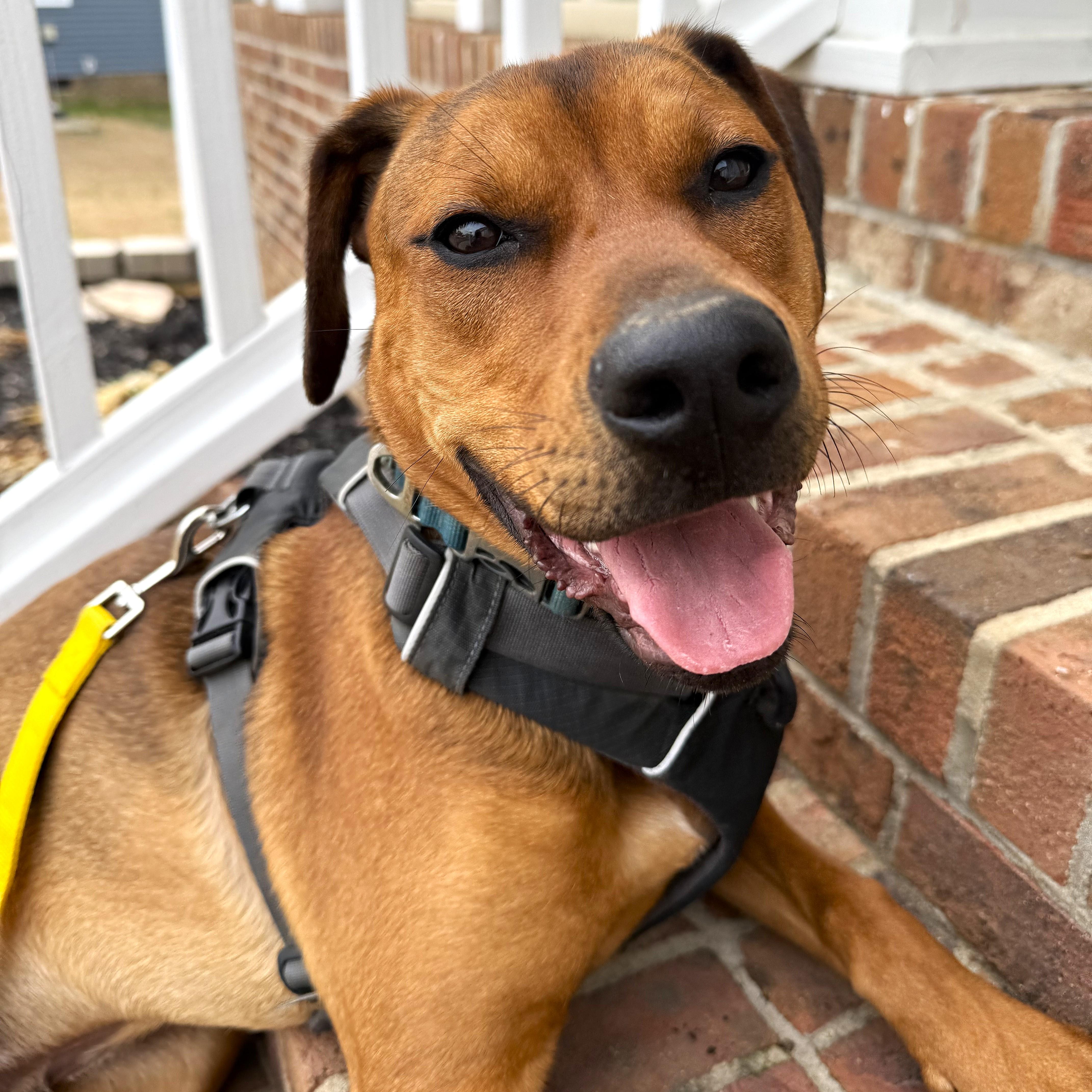 Enlarge Copper (aka Mongo), a Adoptable mixed breed in Smithfield, NC image 2/6
