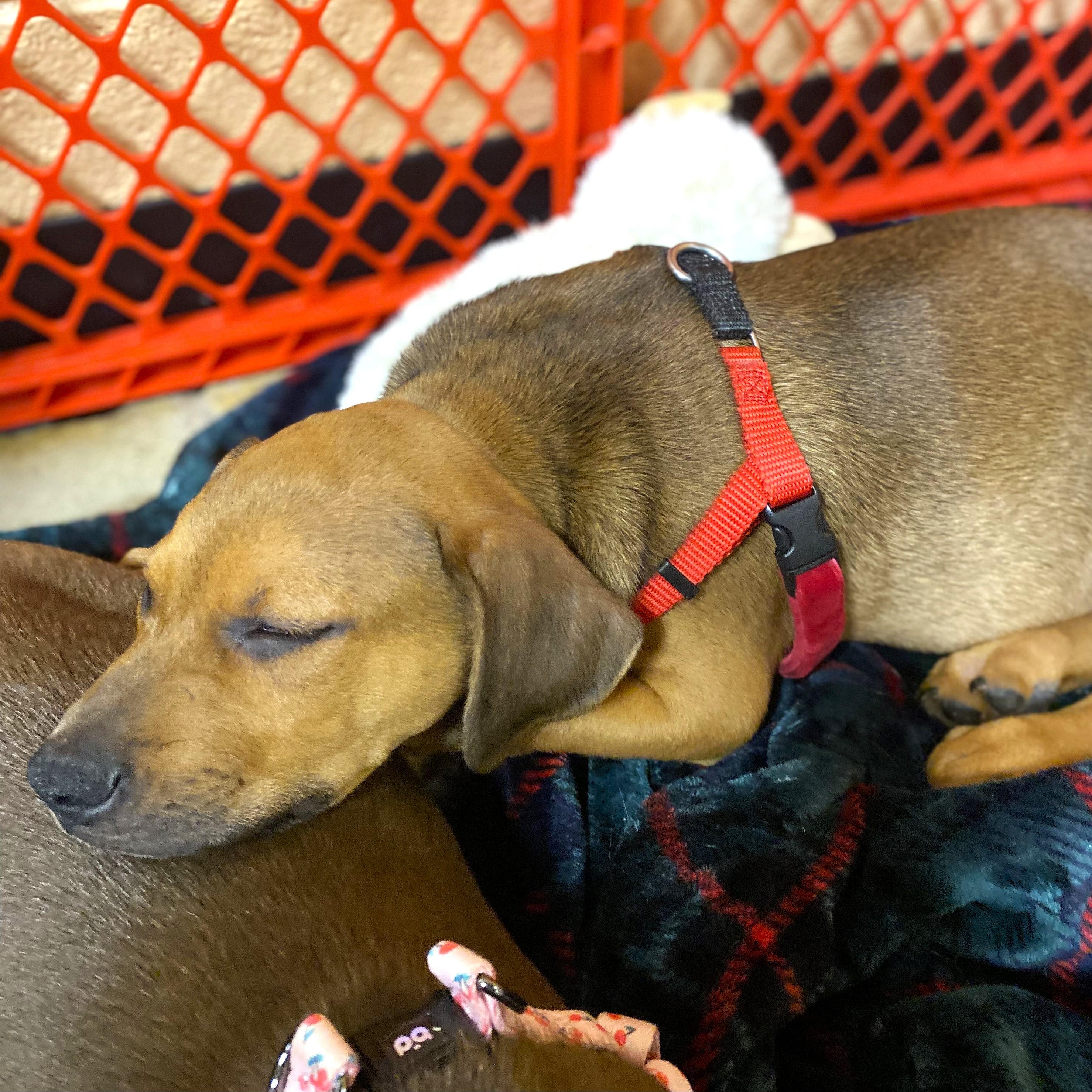 Copper (aka Mongo), a Adoptable mixed breed in Smithfield, NC image 6/6