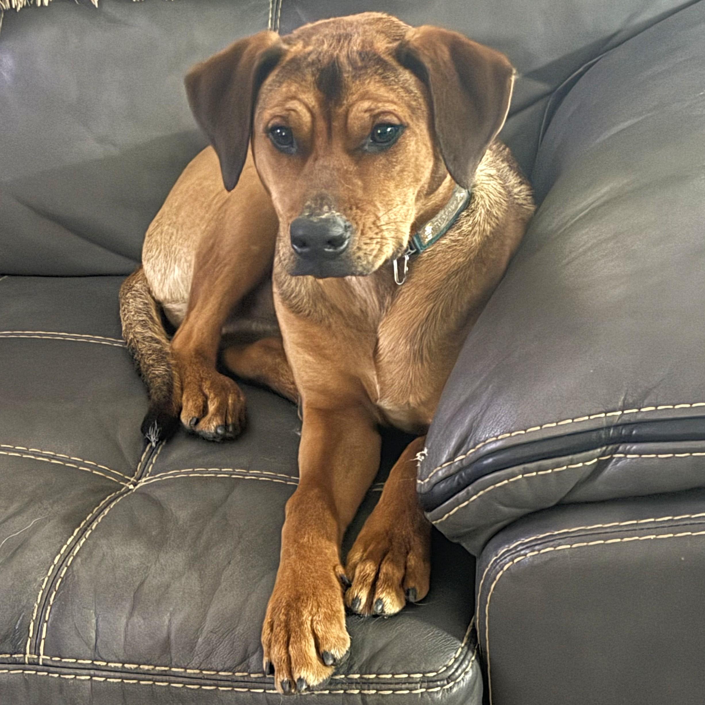 Copper (aka Mongo), a Adoptable mixed breed in Smithfield, NC image 4/6