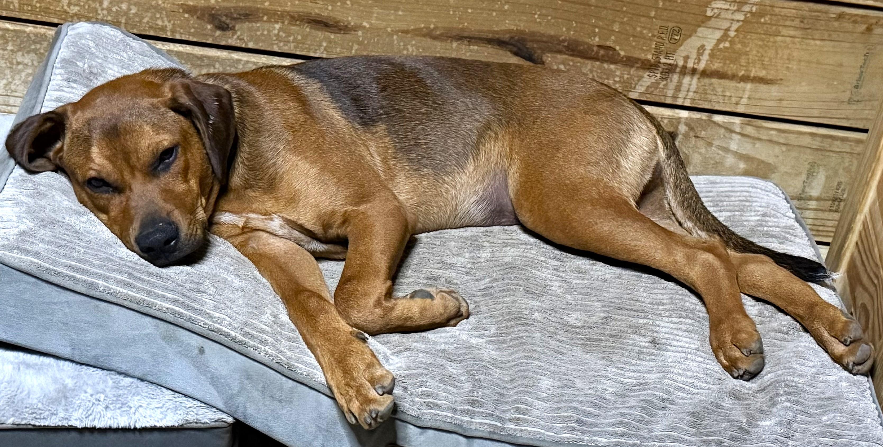 Enlarge Copper (aka Mongo), a Adoptable mixed breed in Smithfield, NC image 4/6