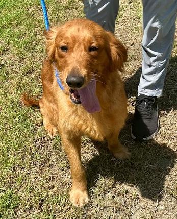 Enlarge Tabitha, a ADOPTABLE Golden Retriever in Los Angeles, CA image 5/5