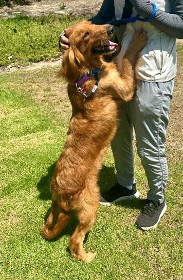 Enlarge Tabitha, a ADOPTABLE Golden Retriever in Los Angeles, CA image 3/5