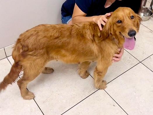 Enlarge Tabitha, a ADOPTABLE Golden Retriever in Los Angeles, CA image 4/5
