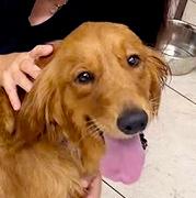 Enlarge Tabitha, a ADOPTABLE Golden Retriever in Los Angeles, CA image 1/5
