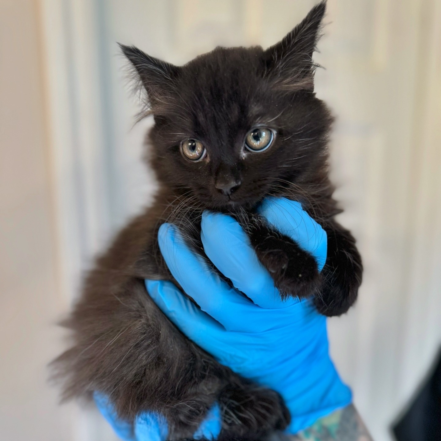 Enlarge Colada, a Adopted Domestic Long Hair in Charlotte, NC image 4/4