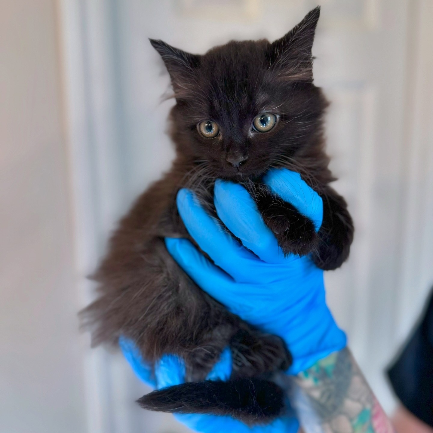 Enlarge Colada, a Adopted Domestic Long Hair in Charlotte, NC image 3/4