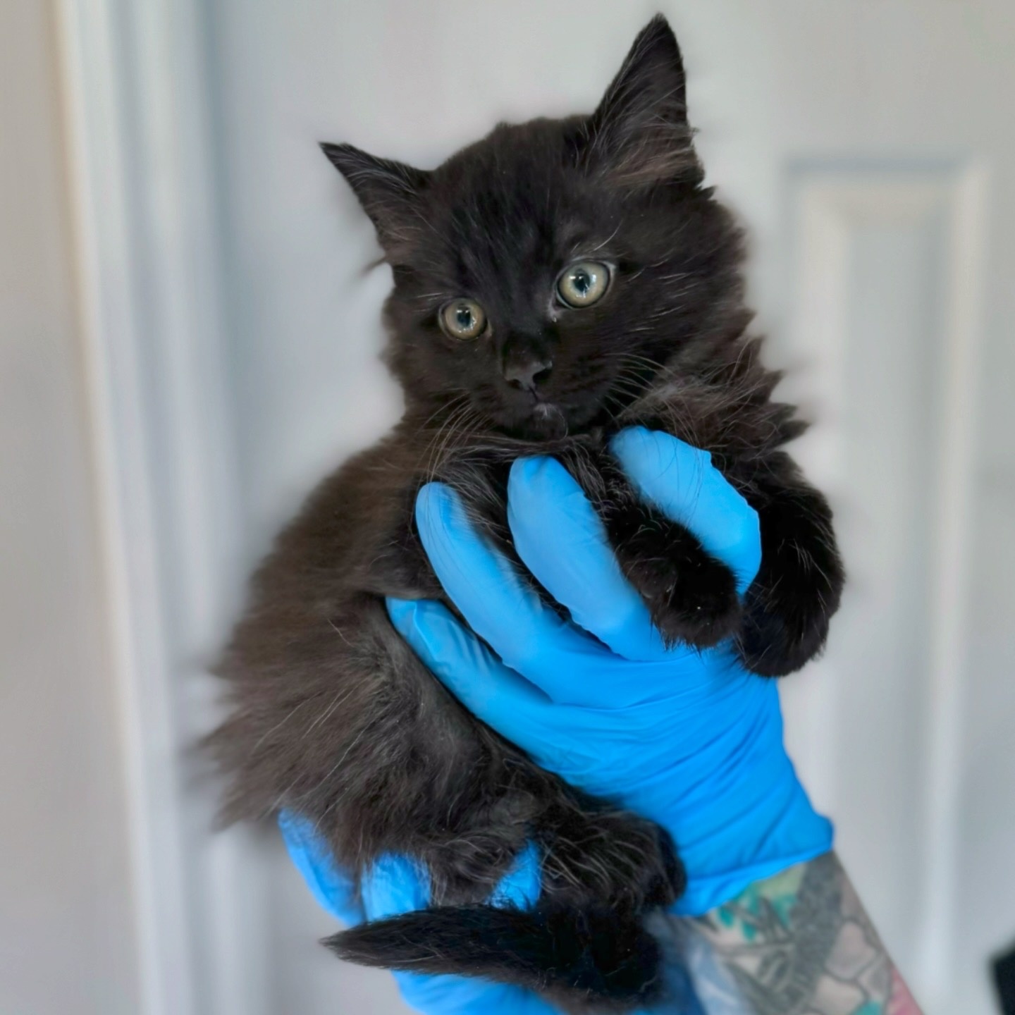 Enlarge Colada, a Adopted Domestic Long Hair in Charlotte, NC image 1/4