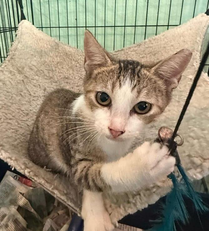 Coquito, a Adoptable Tabby in Jacksonville, FL image 2/5