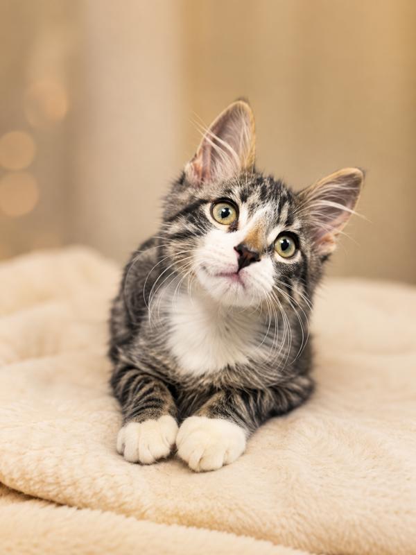 Enlarge Earl, a Adoptable Domestic Short Hair in Lafayette, LA image 1/1