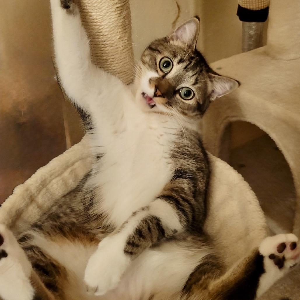 Enlarge Levi, a Adoptable Domestic Short Hair in New York, NY image 3/6