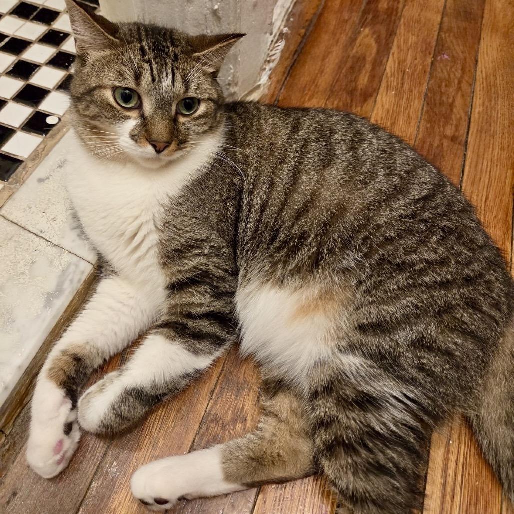 Enlarge Levi, a Adoptable Domestic Short Hair in New York, NY image 5/6