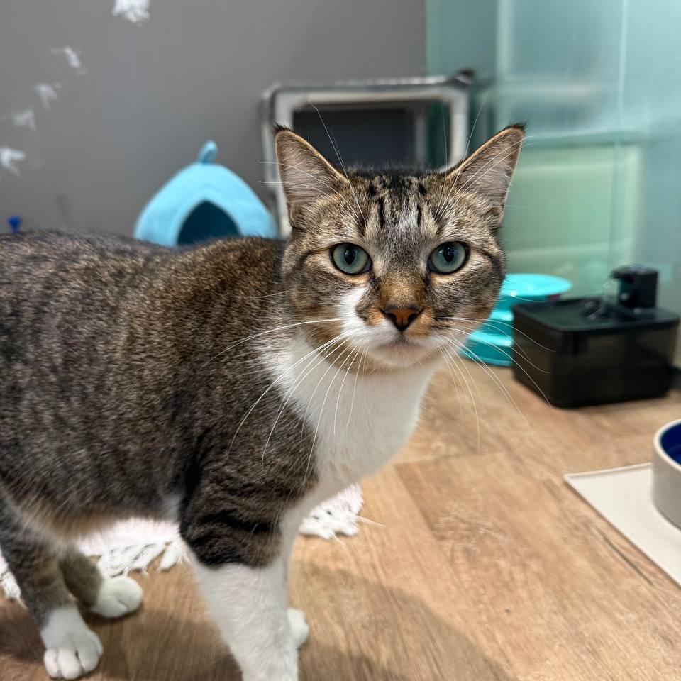 Enlarge Levi, a Adoptable Domestic Short Hair in New York, NY image 6/6