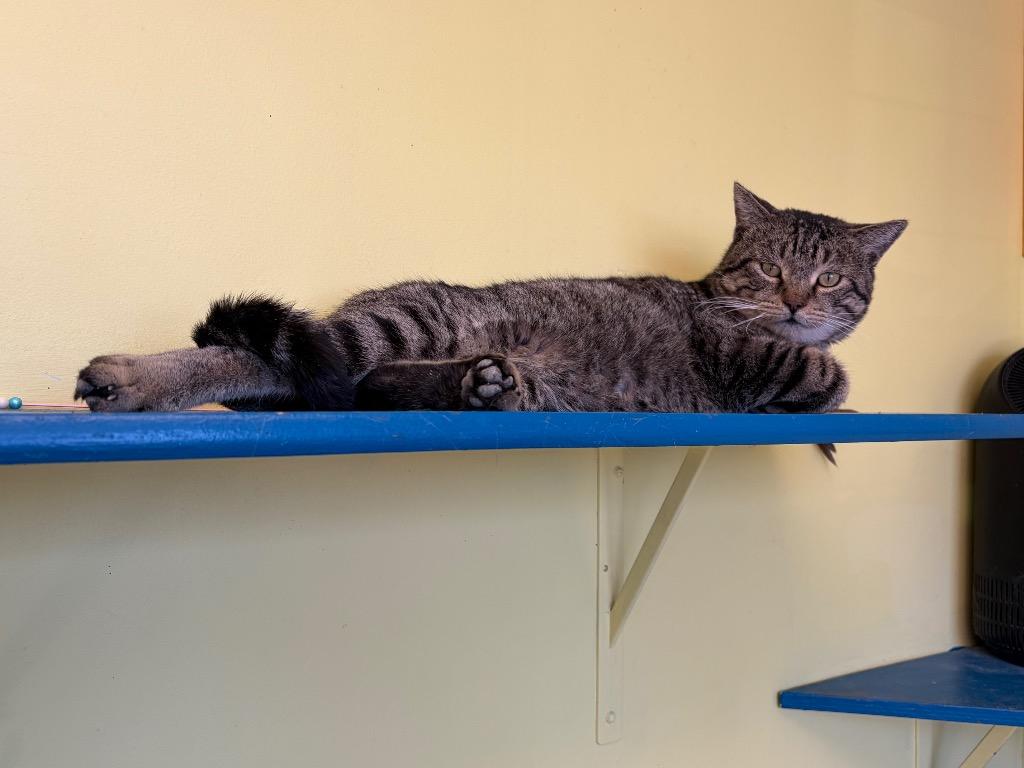 Enlarge Toriko, a Adoptable mixed breed in Maumelle, AR image 1/6