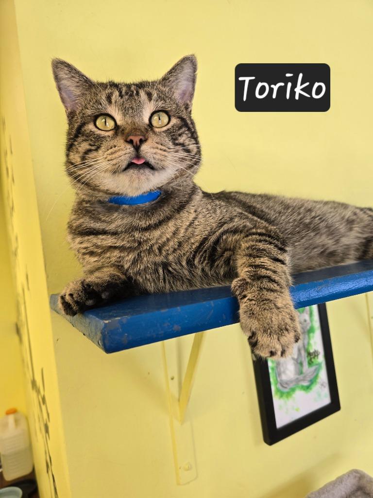 Enlarge Toriko, a Adoptable mixed breed in Maumelle, AR image 2/6
