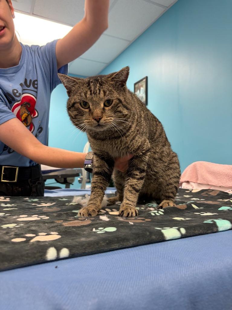 Toriko, Adoptable, Adult Male Domestic Short Hair.