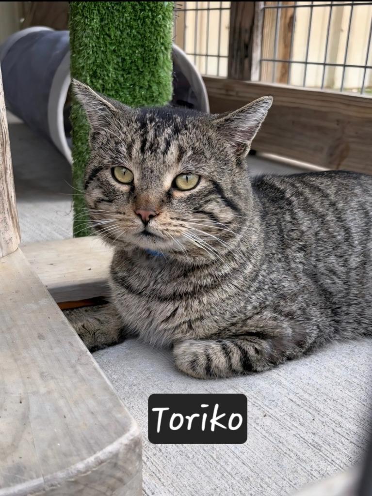 Enlarge Toriko, a Adoptable mixed breed in Maumelle, AR image 3/6