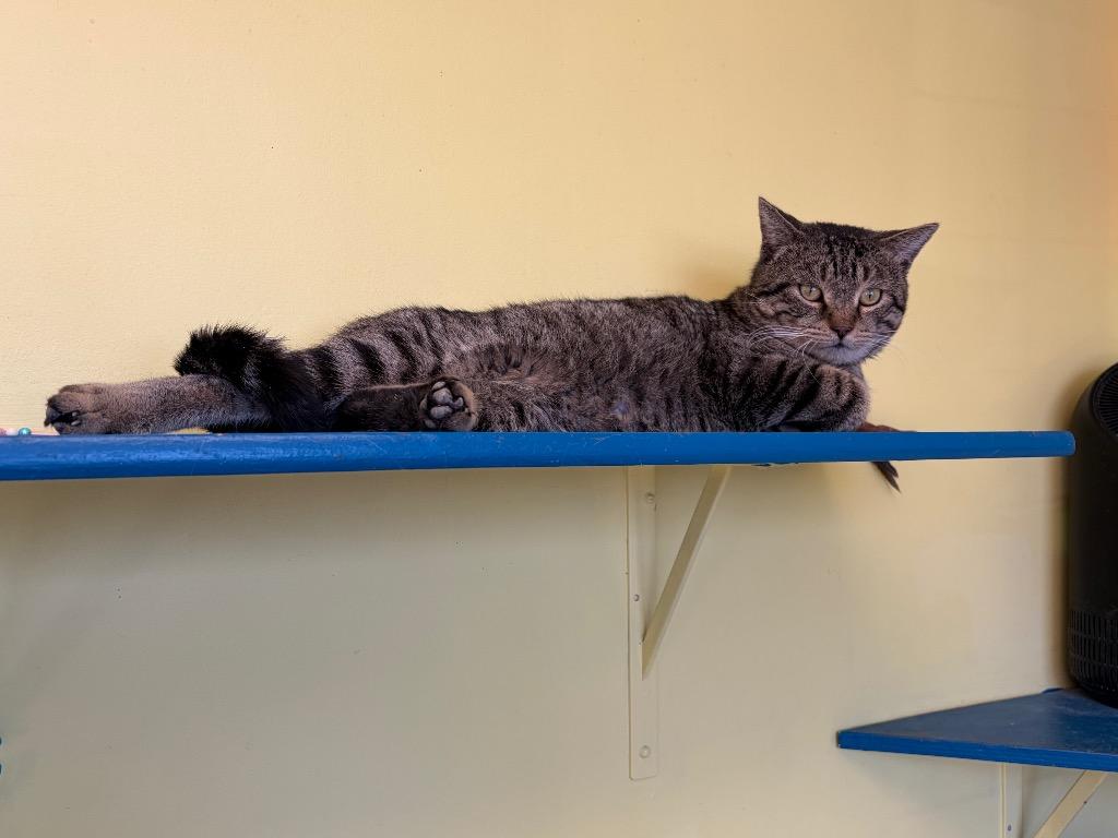 Enlarge Toriko, a Adoptable mixed breed in Maumelle, AR image 4/6