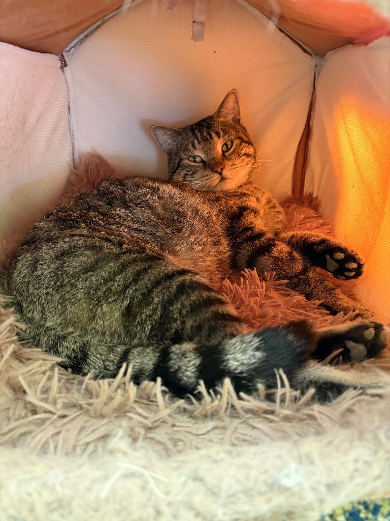 Enlarge Toriko, a Adoptable mixed breed in Maumelle, AR image 5/6