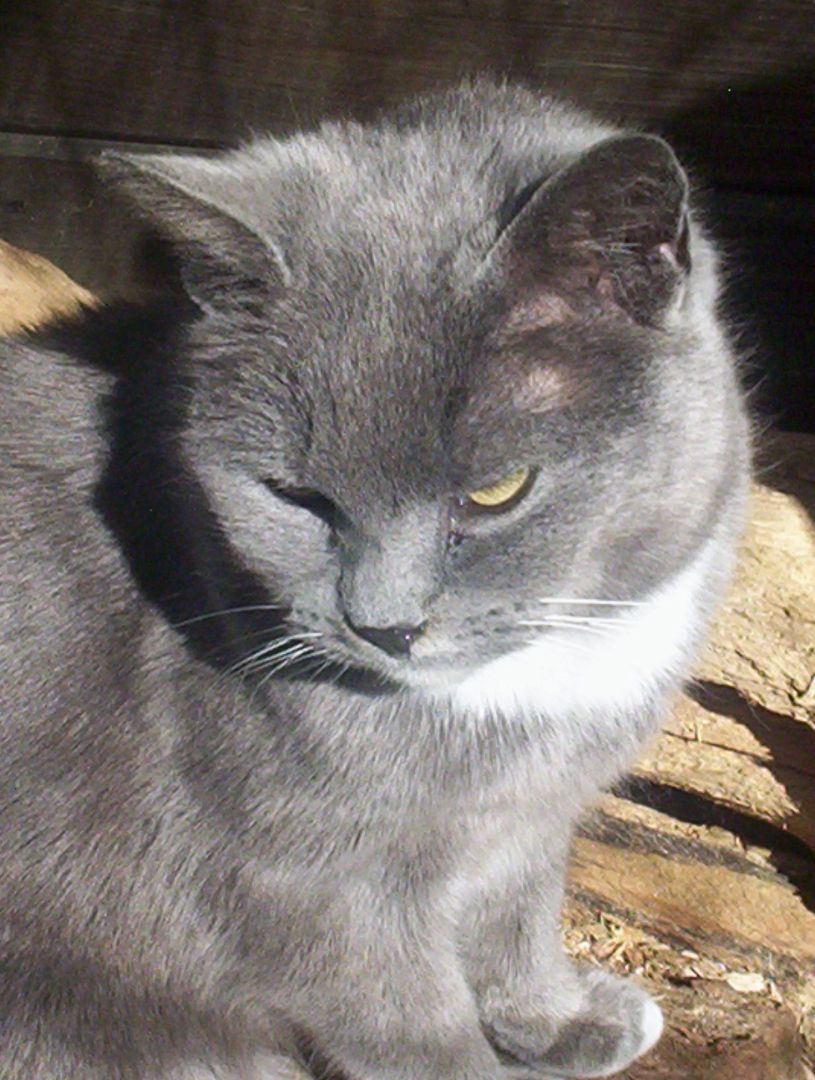 Priscilla (sweet and cuddly) photo 2