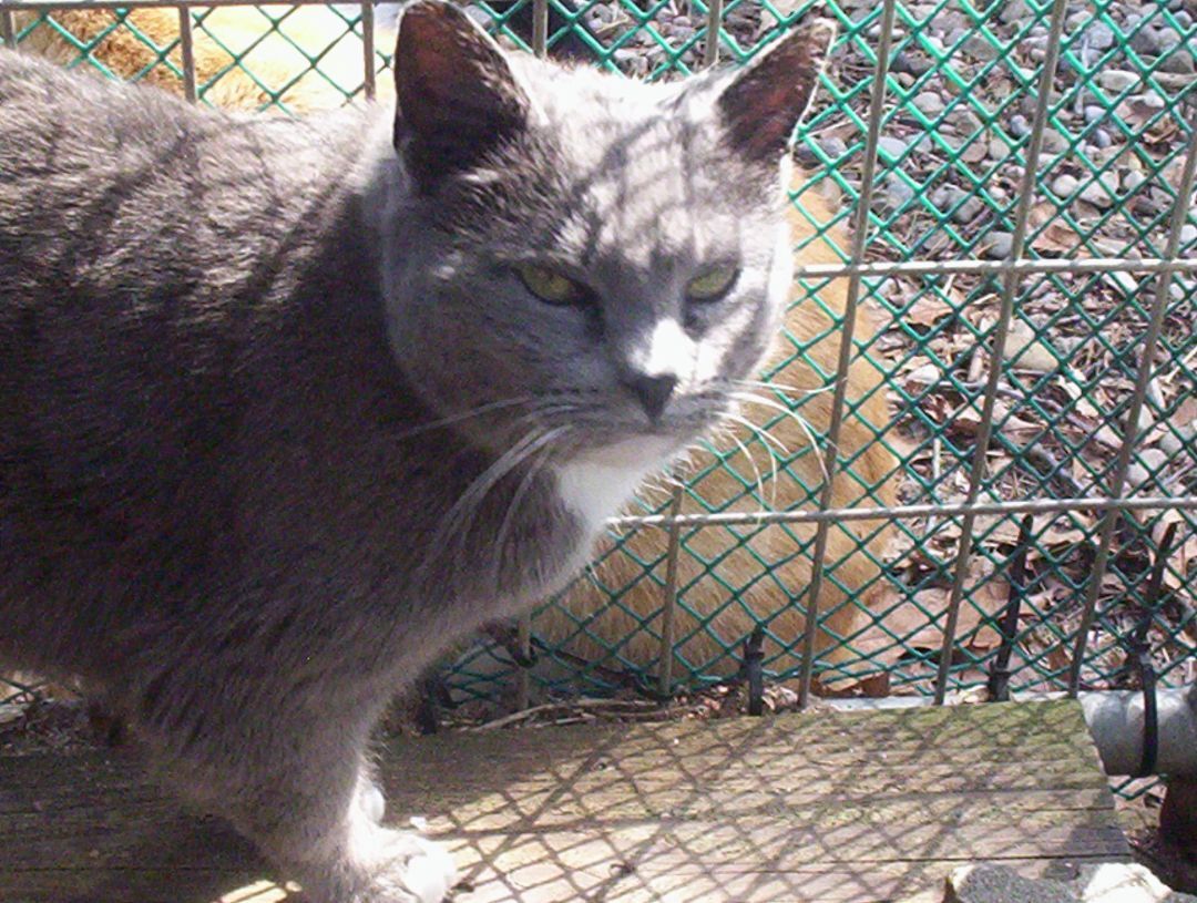 Priscilla (sweet and cuddly) photo 3