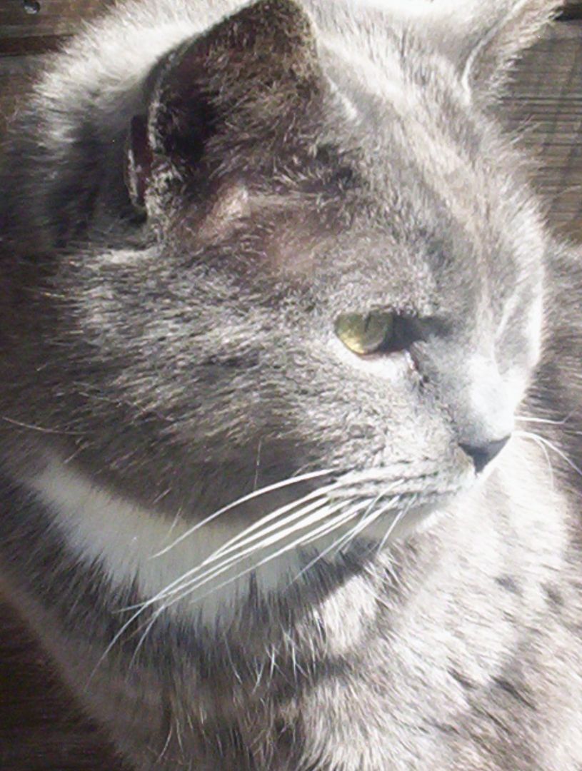 Priscilla (sweet and cuddly) photo 4