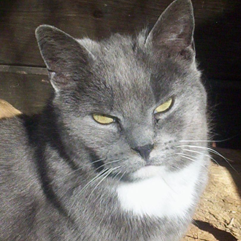 Priscilla (sweet and cuddly), Adult Female Domestic Short Hair