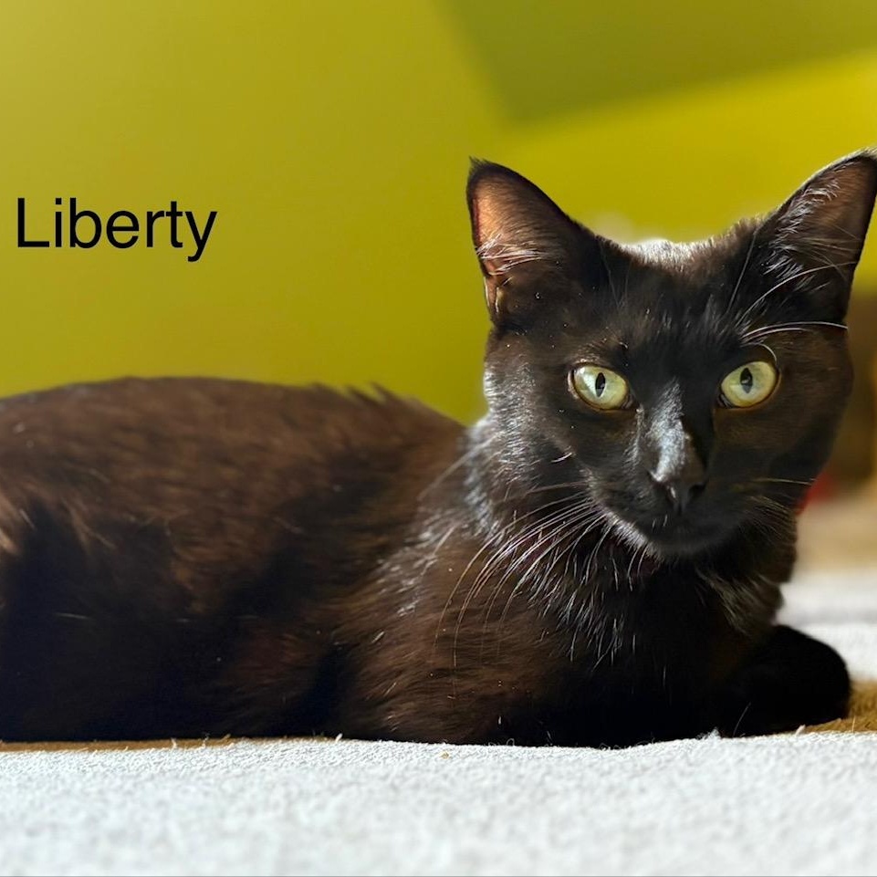 Liberty, ADOPTABLE, Kitten Female Domestic Short Hair.