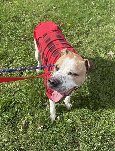Jackson, Adoptable, Adult Male Boxer & Hound.