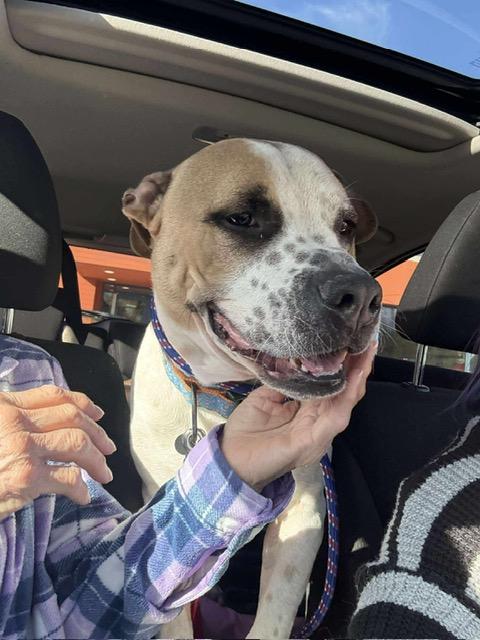 Jackson, a Adoptable mixed breed in East Amherst, NY image 2/4