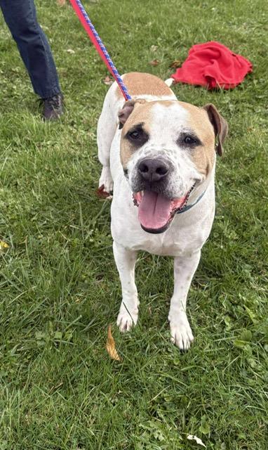 Jackson, a Adoptable mixed breed in East Amherst, NY image 3/4