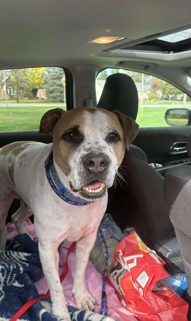 Jackson, a Adoptable mixed breed in East Amherst, NY image 4/4