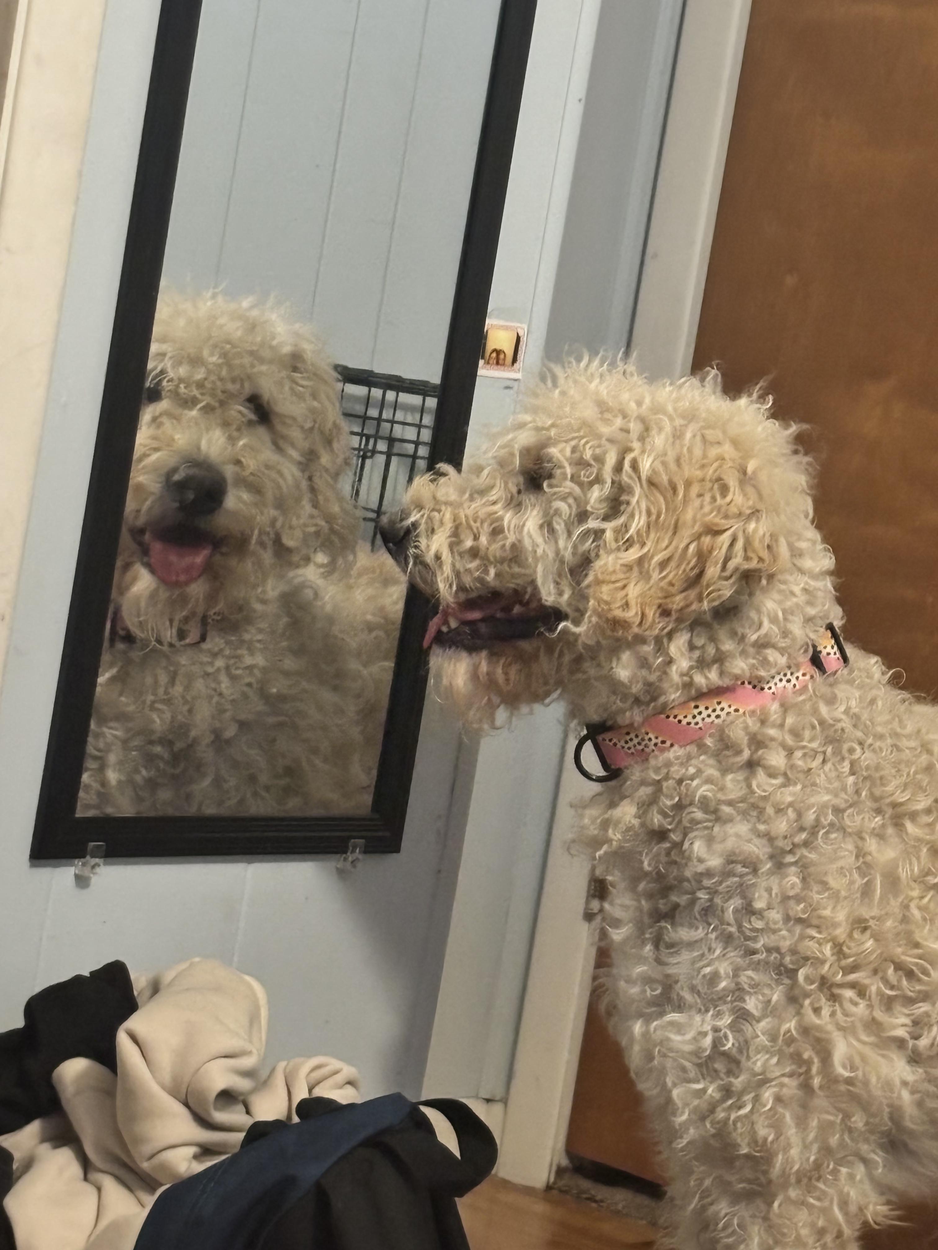 Moo, Adopted, Young Male Goldendoodle.