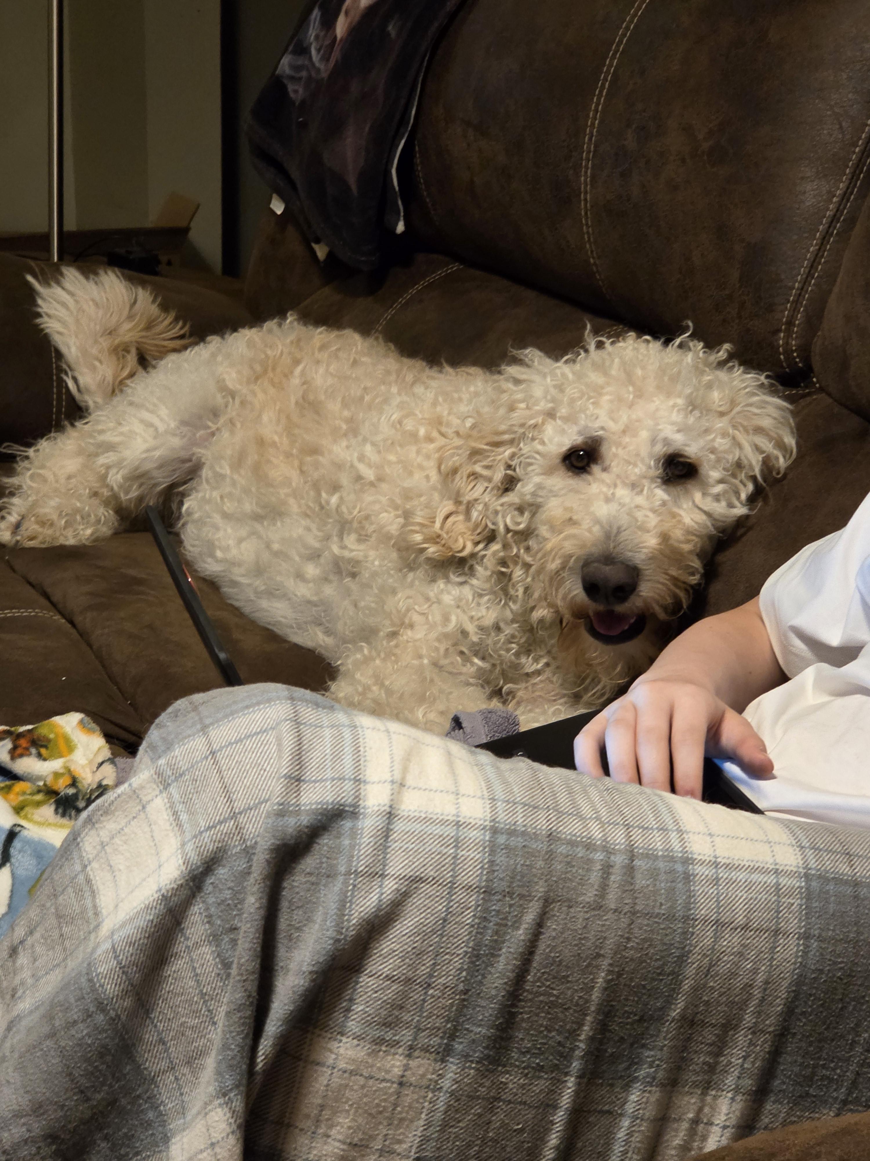 Moo, an adoptable Goldendoodle in Muncie, IN, 47304 | Photo Image 4