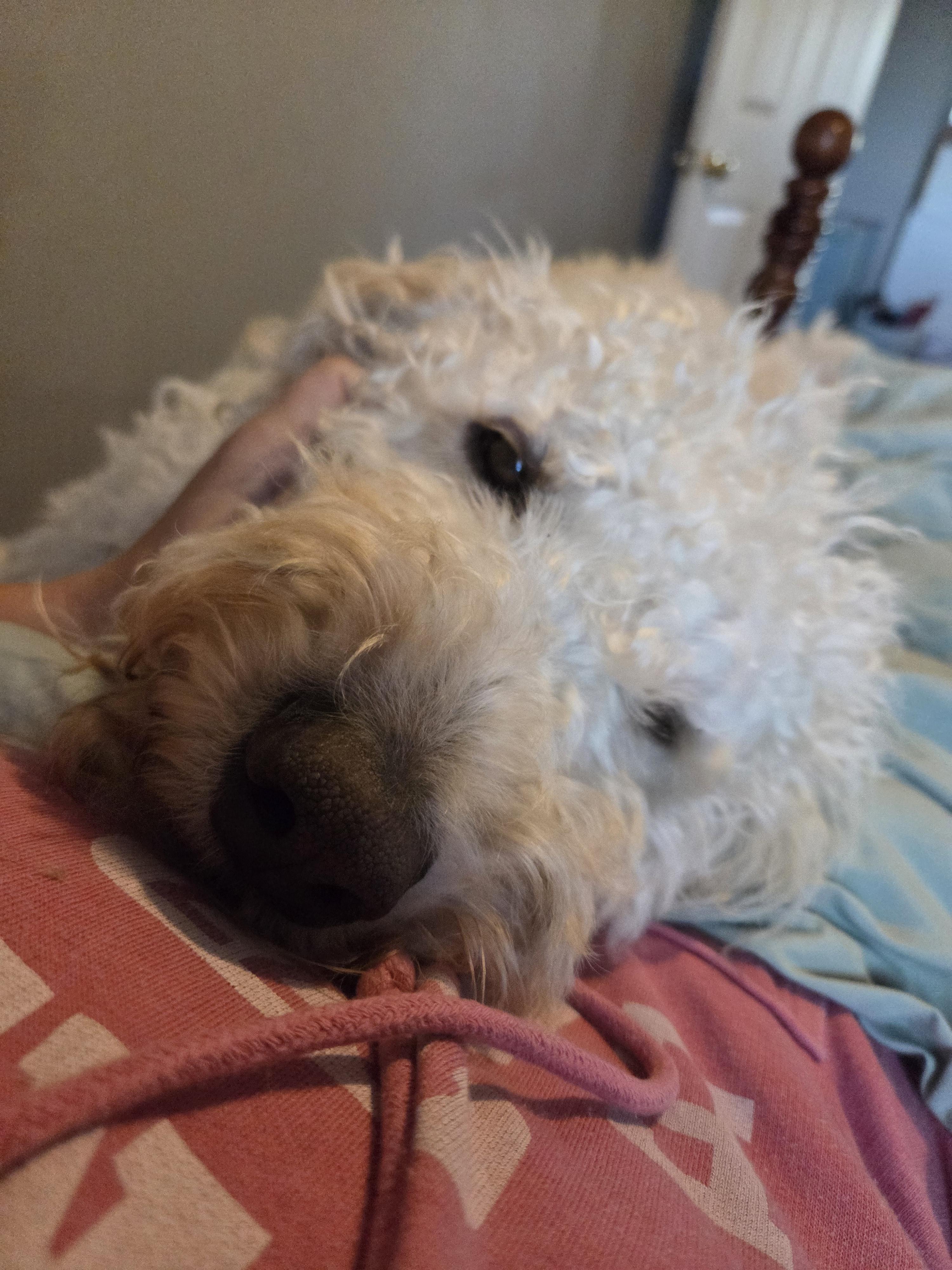 Moo, an adoptable Goldendoodle in Muncie, IN, 47304 | Photo Image 5