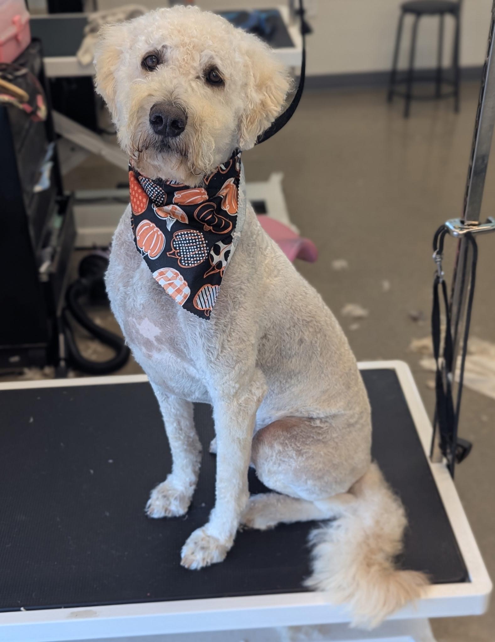 Moo, an adoptable Goldendoodle in Muncie, IN, 47304 | Photo Image 1