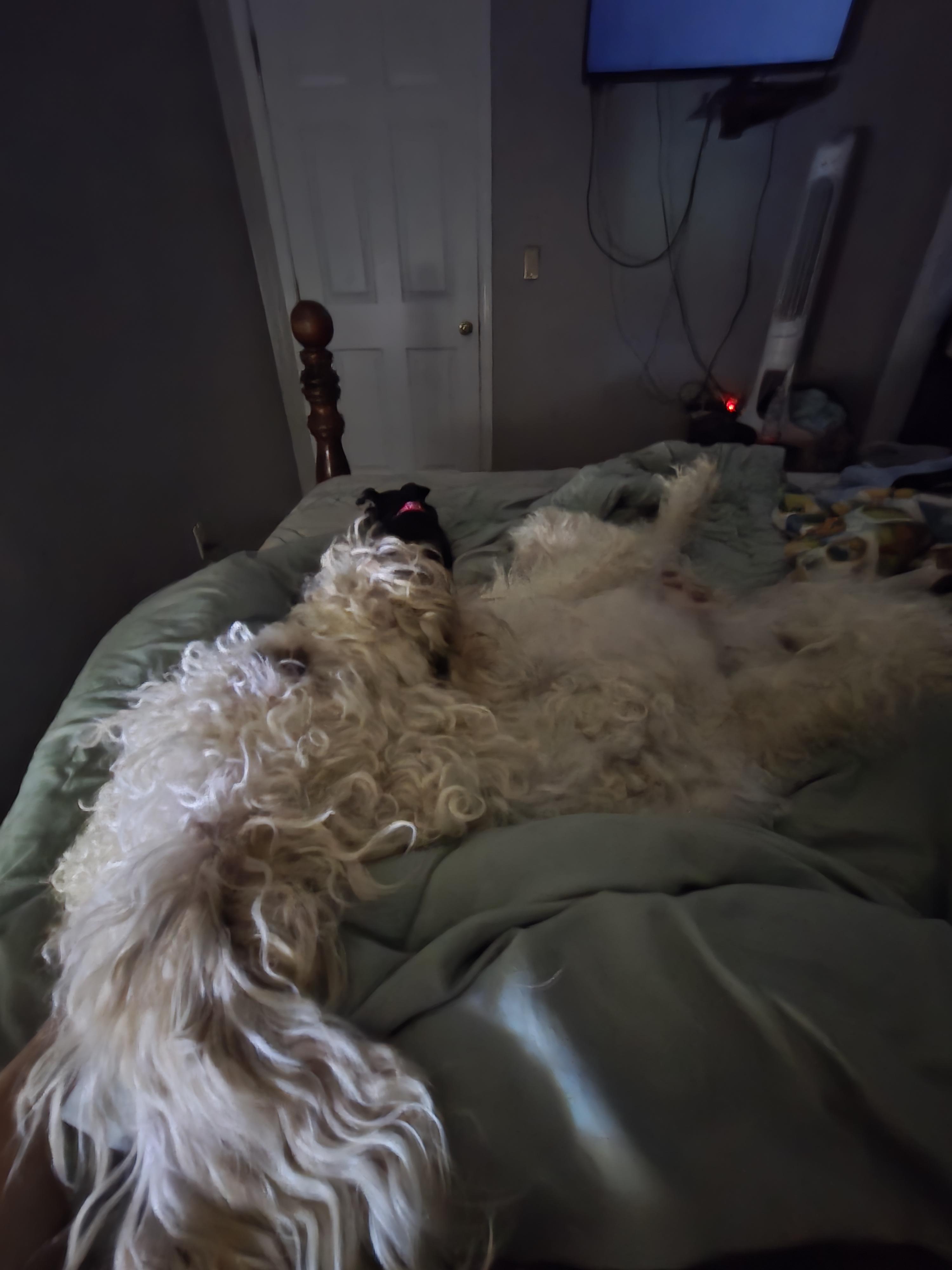 Moo, an adoptable Goldendoodle in Muncie, IN, 47304 | Photo Image 3